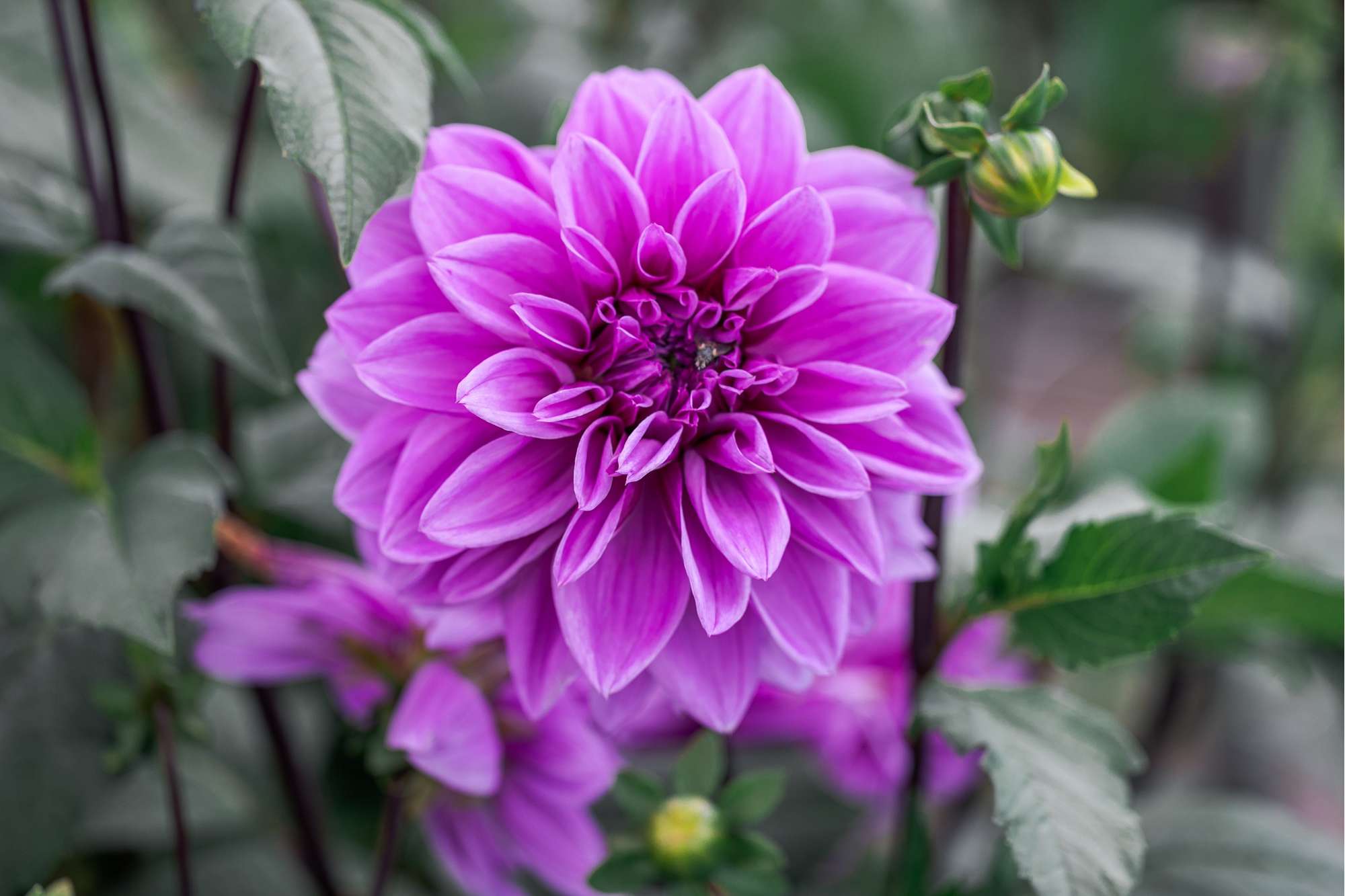 Dahlia 'Lilac Time'